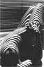 Lucien Clergue � Arles - 31 mars 10 juin 2007 Nu z�br� New York 1997 Courtesy Galerie Patrice Trigano Paris